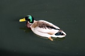 top view of a duck with a green head on the water