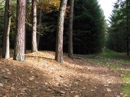 trees at the forest edge