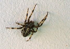 Spider on a white embossed wall