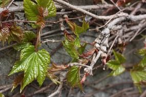 vine with green leaves