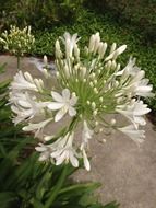White Agapanthus blooming at path in garden