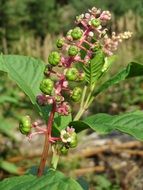phytolacca americana pokeweed buds