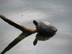 turtle on a branch in the water