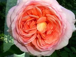 flowers fragrance
