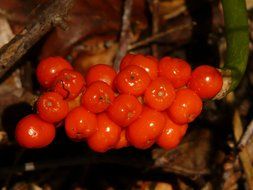 toxic red berries