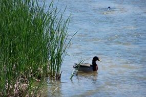 duck swims near green reed in the lake