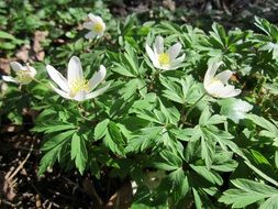 anemone nemorosa in the wild