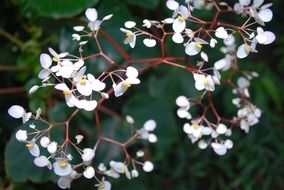 white small flowers of a garden plant