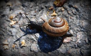 brown snail on gray asphalt