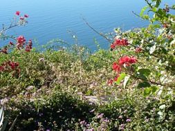 red flowers on a bush on the ocean coastline