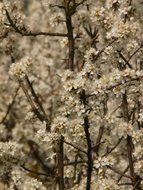 shrubs with white flowers in the garden