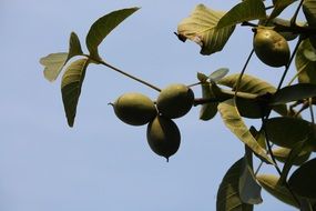 walnut tree