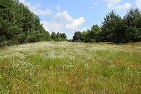 landscape meadow summer Green field