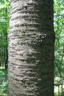 Bark of cherry tree