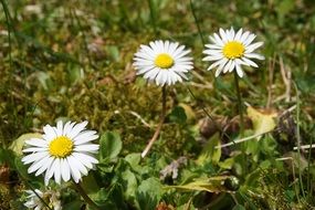 three daisy flowers on a meadow