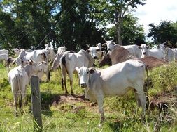 Beautiful and cute cows on the field