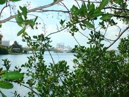 green plants on the lagoon