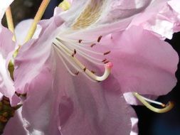 rhododendron bloom close-up on blurred background