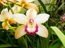 cute flower in the spring garden