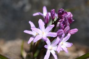 puschkinia flower blossom