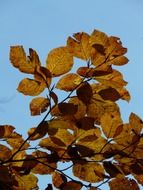 view of the autumn sky through the beech leaves