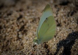 brimstone butterfly on sand closeup