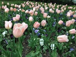 light pink tulips in spring
