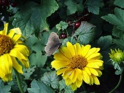 gray butterfly on a yellow garden flower