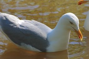 white-gray gull on the lake