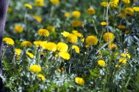 yellow dandelions in a spring meadow close-up