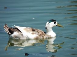 white duck with brown spots on the water close-up
