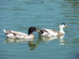 white duck with brown spots on the pond