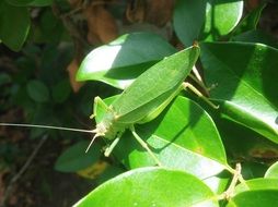 green grasshopper in plants camouflage scene