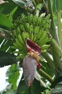 bunch of green bananas on a palm tree