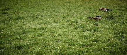 two ducks on a green meadow