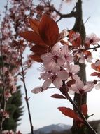 spring flowers on a branch close-up