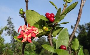 Ixora in nature india