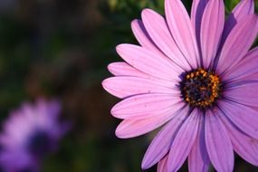 photo of purple daisy