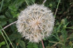 fluffy dandelion seeds closeup