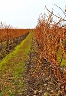 vineyard in late autumn