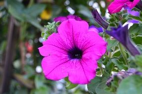 petunia, purple summer flower