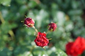 red withered roses on a bush