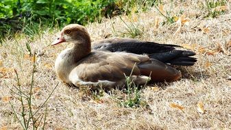 fluffy goose on grass in Egypt
