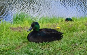 black ducks on green grass on the shore