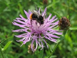 centaurea jacea this is a field plant