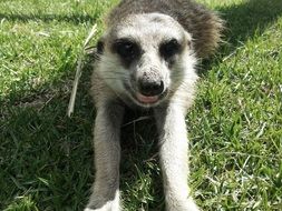 meerkat lies on green grass