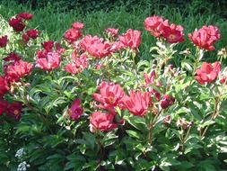 bright pink peonies in the garden