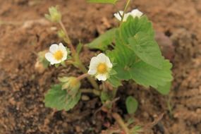 close up photo of strawberry plants