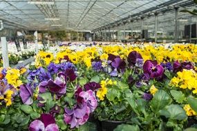 A lot of the colorful blooming flowers