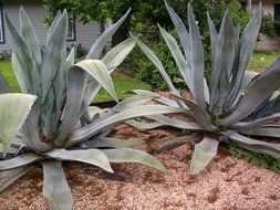 green agave cactus in the wild